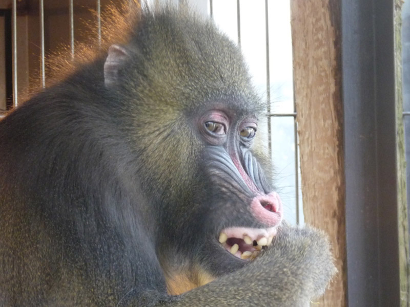 市川市動植物園 東京ディズニーリゾート周辺 近くの観光スポット バスツアーのアップオン