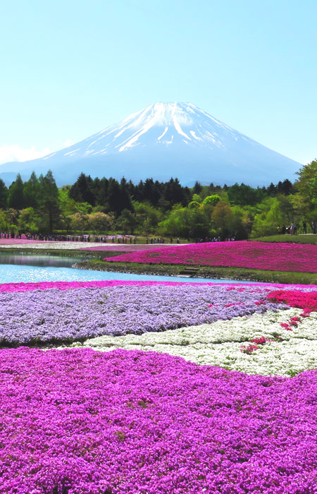 富士芝桜まつり 色鮮やかな芝桜の絨毯 富士山を彩る花の祭典｜バス