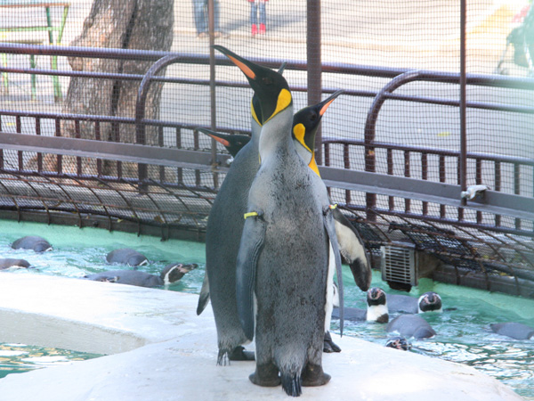 天王寺動物園 100年以上の歴史をもつ都市型動物園 大阪観光スポット情報 バスツアーのアップオン